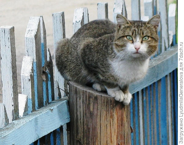 Котофей крупным планом.