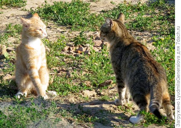 Я всё понял! Я всё понял!