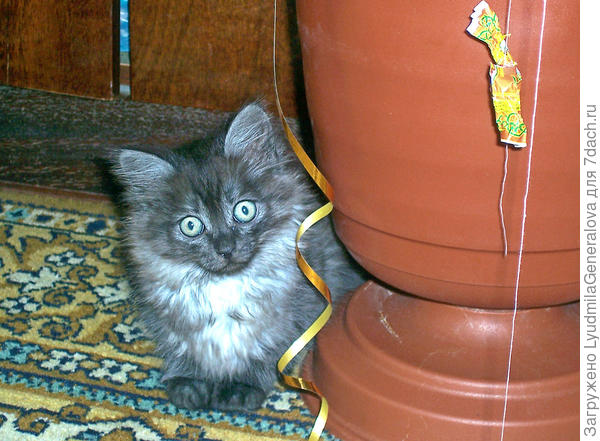 Нашла наших любимых питомцев. Подруга "удружила", принесла котёнка.  Их блудливая Алиска регулярно приносила котят. В те далёкие времена стерилизацией не заморачивались. Так у нас появилась маленькая игрулька Грунька.