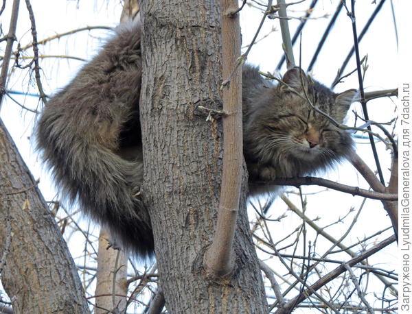 Без колебаний в бездну ринусь, сгорю за вас и утоплюсь...