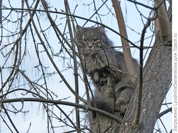 Я ради ваших глаз готов сразиться с дюжиной котов!