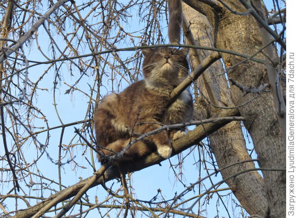 В слепом неведеньи томлюсь. Я беспороден — это минус, но благороден — это плюс.