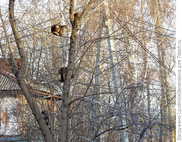 Днём на дереве сидело девять котов. Как говорится - картина маслом. Но сфотографировать не смогла, сел аккумулятор. Какая жалость! Пока работала на даче, он зарядился. Вечером торопилась на автобус и опять увидела этот кошачий десант. Остановилась буквально на пару минут. Котов осталось четверо и все они смотрели в одну сторону. Точнее сказать дремали. Может грелись в лучах уходящего солнца.