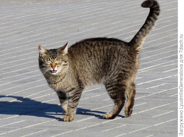 Подошёл и пытался что-то сказать на своём кошачьем языке.