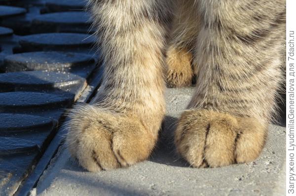 А я смотрела на его лапки - пушистые и чистые.  Чтобы вымазаться надо очень постараться, потому что там везде идеальная чистота и порядок. И коты  степенные, ухоженные. Наверное, потому что сытые.