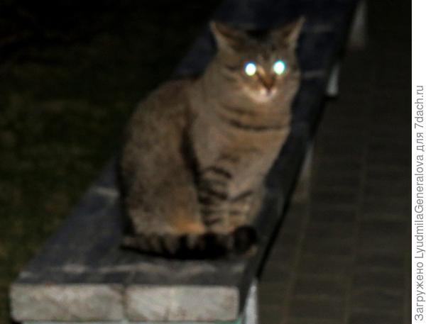 Он сидел на скамейке у фонтана с "включёнными фарами", как будто следил за порядком.