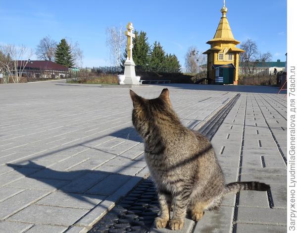 Кот смотрит туда, где заканчивается Богородичная канавка  - особая  дивеевская святыня
