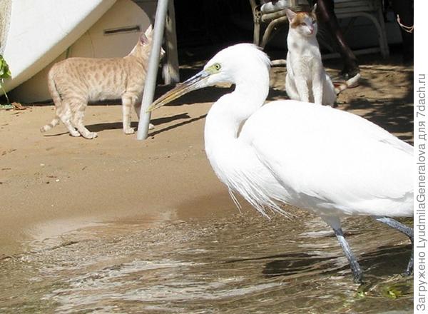 К нам тоже птицы в гости забредают.