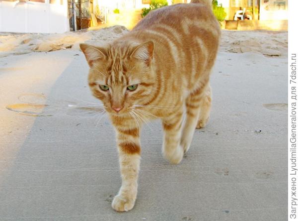 И будет у нас лёгкая от бедра (!) - кошачья походка. А то стало проявляться пяточное шарканье;):D:D