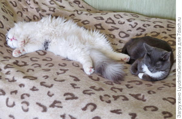 Моя хозяйка ещё и кота в дом приволокла. Ишь развалился, увалень. Охраняй тут его, делать мне больше нечего!