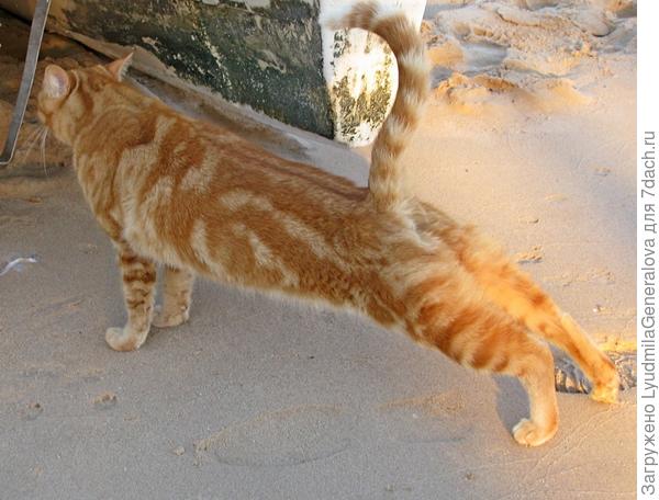 Многие из нас неоднократно наблюдали, как после сна кошка потягивается всем телом, глубоко прогибая позвоночник и буквально приникая к земле, при этом таз и хвост оказываются максимально высоко. Во время выполнения этой асаны происходит лёгкая растяжка сгибающих и разгибающих мышц спины, нормализуется кровообращение. О!!! Это одно из немногих упражнений в йоге, которое не имеет противопоказаний.