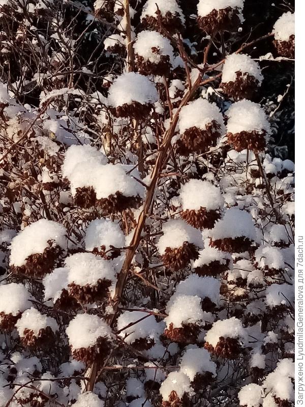 На мобильник снимала, фото  некачественные. Но "пампушки" симпатичные.