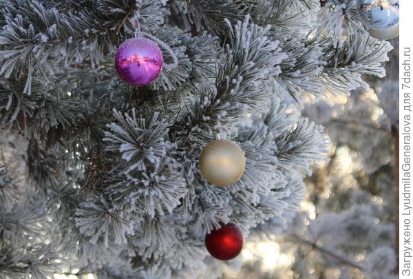 На дачах кое где еще игрушки висят. На солнечной стороне - сосны зелёные, а  с другой стороны в густом инее.