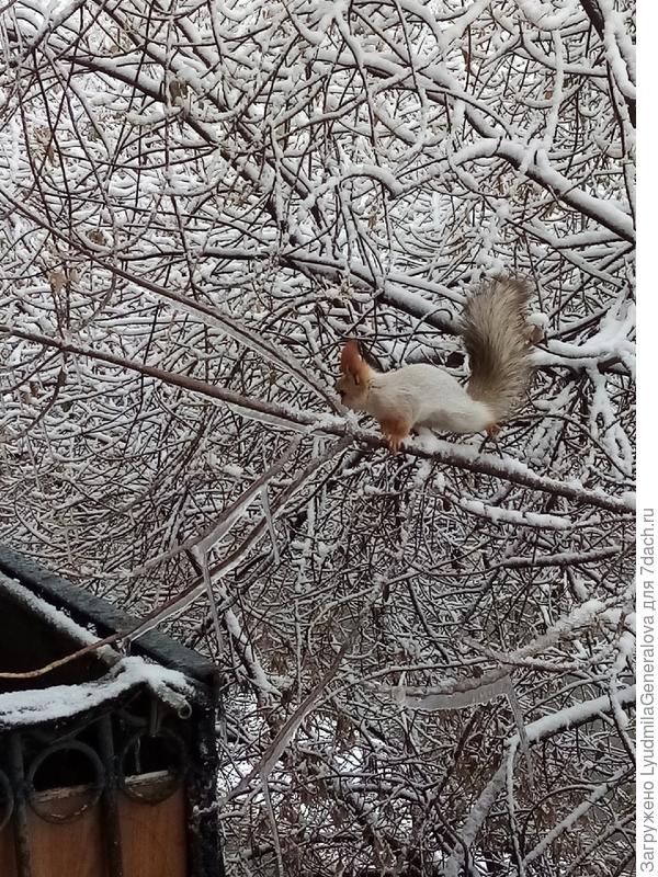 Ноябрь. Белочка за гостинцем пришла.
