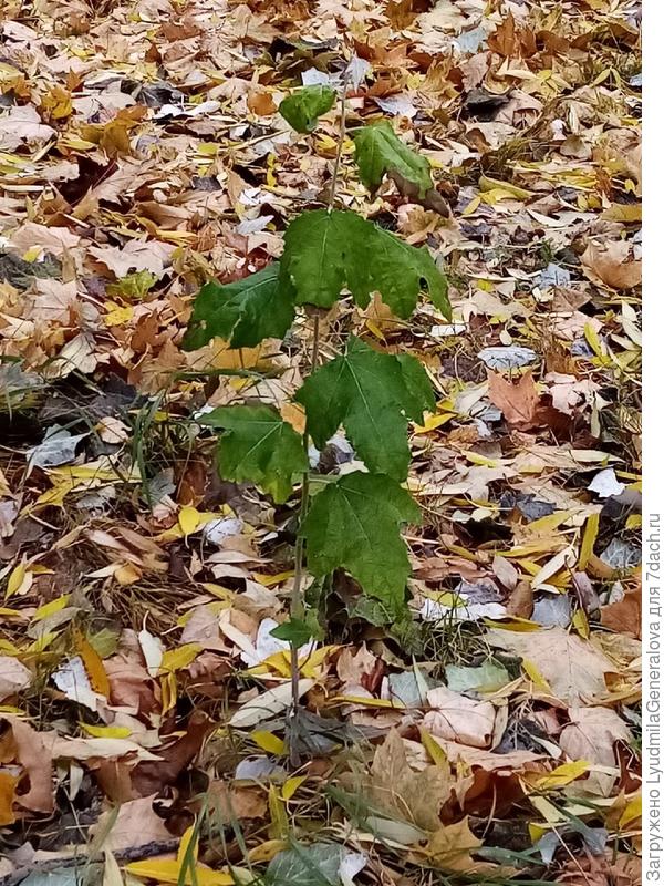Молодо - зелено. Тополёк.