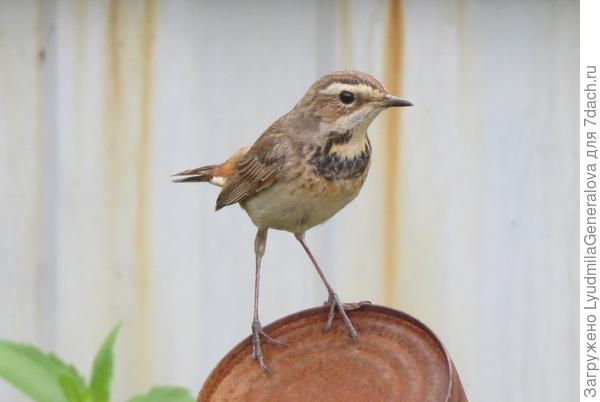 Варакушка. Самочка-скромница.