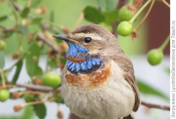 Варакушка, самец-красавец.  Зимуют они на юге.