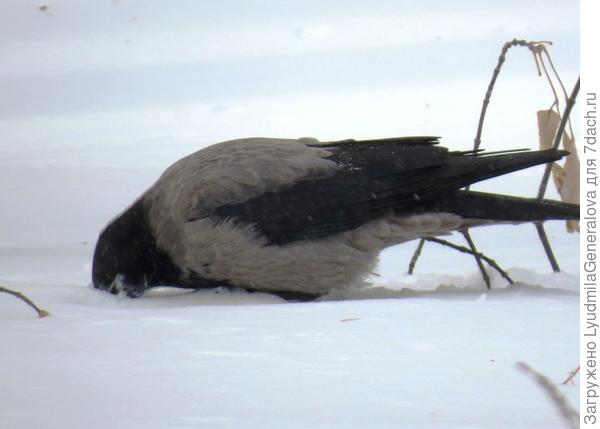 Хорошо, если клюв длинный, снег неглубокий и "координаты"   точные.  Иначе как корм добывать?!