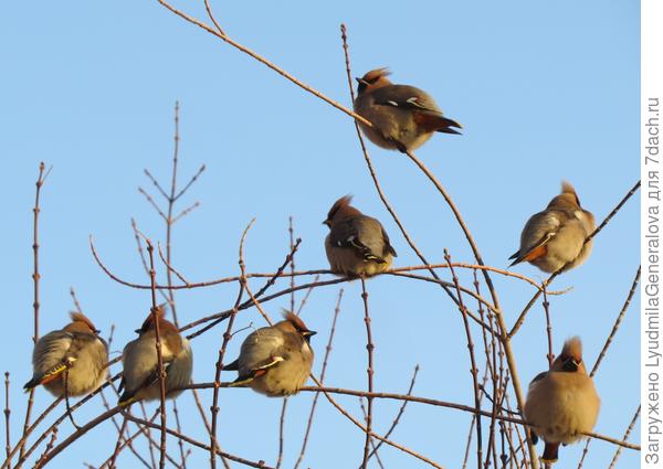 Свиристели на самых макушках сидят, поближе к тёплому солнышку.