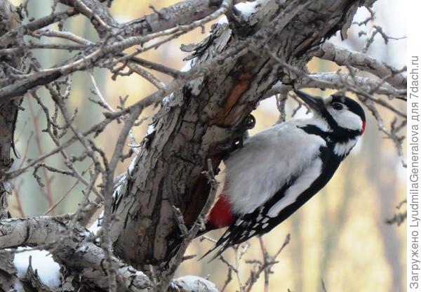Дятел крепким клювом простукивает дерево, как врач стетоскопом.