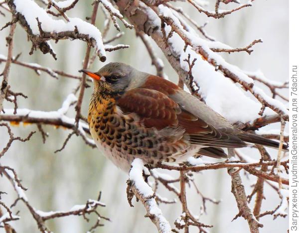 Хорошо, что зубов нет... А то бы от холода зуб на зуб не попадал.