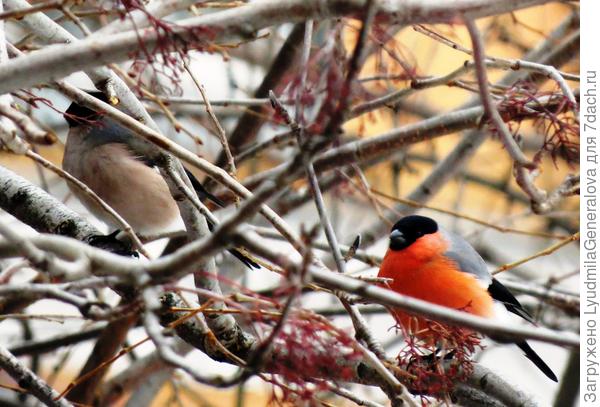 Парочка снегирей: справа -  самец, слева - самочка.