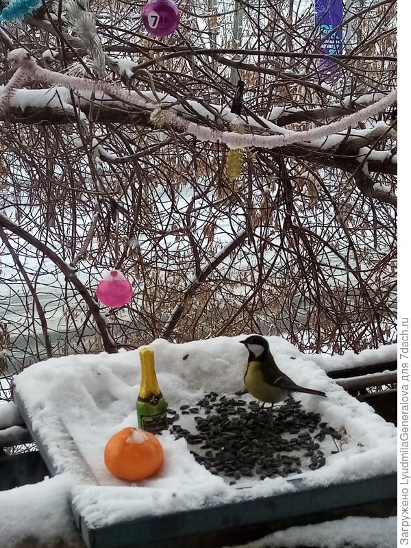 Ну... шампанское мы не пьём. А за семечки -  чи-рик!! (наверное так подумала Синичка, и звонко по-весеннему, или по-новогоднему чирикнула, созывая подружек-синичек)