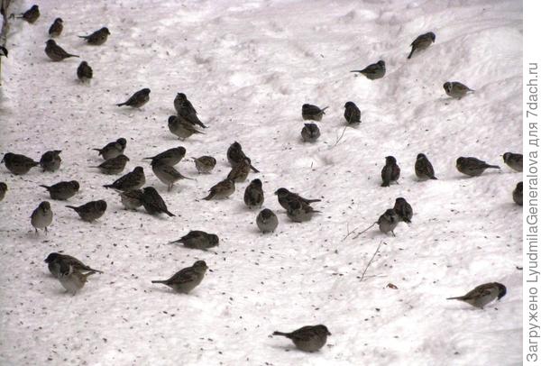 Воробушки пируют. Порывистый ветер распотрошил берёзовые серёжки.