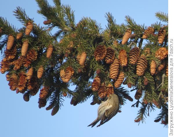 Зеленушка каждую шишку &amp;quot;надкусила&amp;quot;, наверное, на радостях.  Вот это урожай!