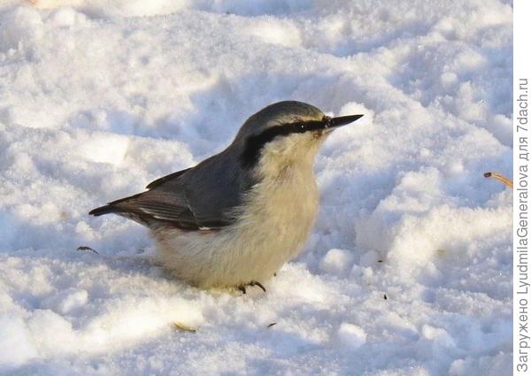 Шустрик - поползень.