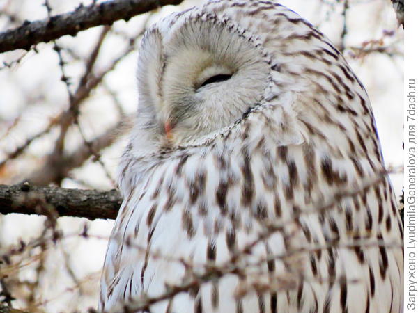 Совушка - просто красавица!