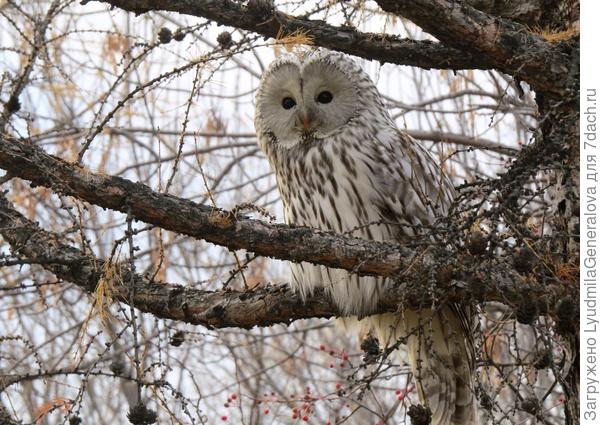 Длиннохвостая неясыть