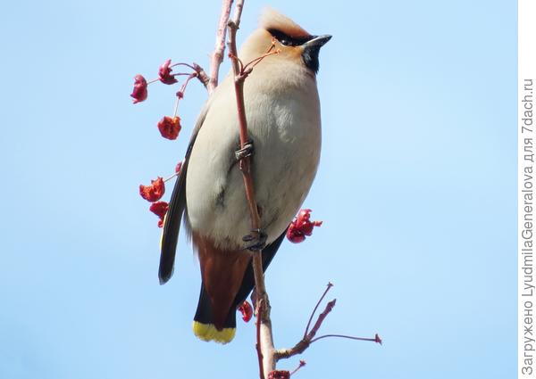 Что-то "Динамо" не видно....