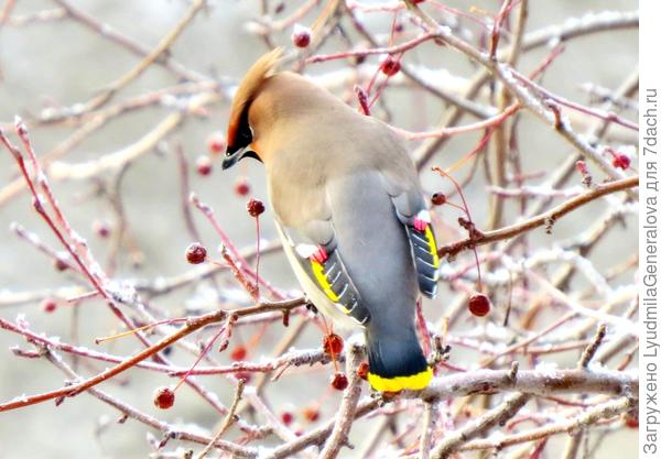 Моя любимая фотография (Поворот головы птички  означает: "Сняла? Можно улетать?!"
