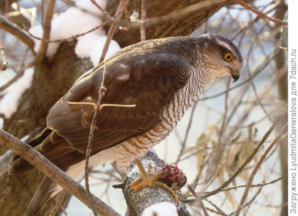 Когтями держит остатки добычи.