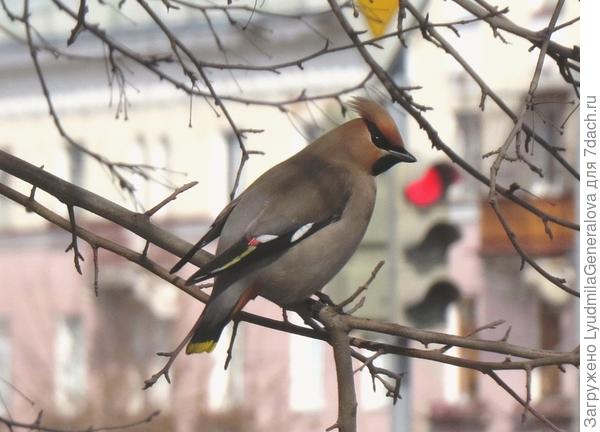 На красный свет светофора даже птицы не летают!!