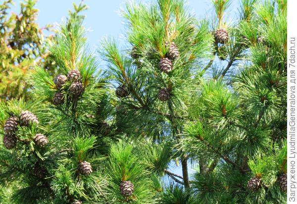 А слева в верхнем углу видны ещё зелёные еловые шишки.