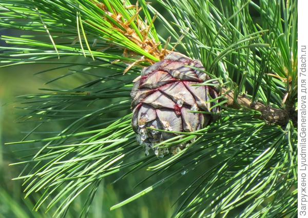 Кедровая шишка крупным планом. Забирай в свою коллекцию и еловые, и кедровые.