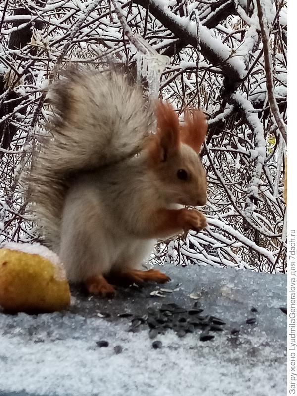 Каждый считает кормушку "У Люды" своей.