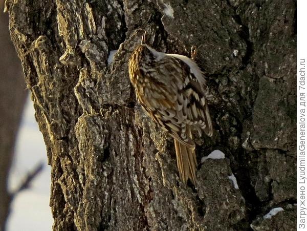 Пищуха. Бегунок по стволам деревьев.
