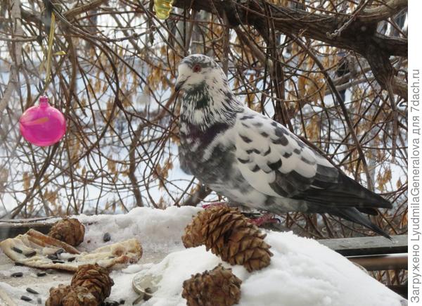 Птичкам-то они не...зубам даже голубям, что говорить про синичек