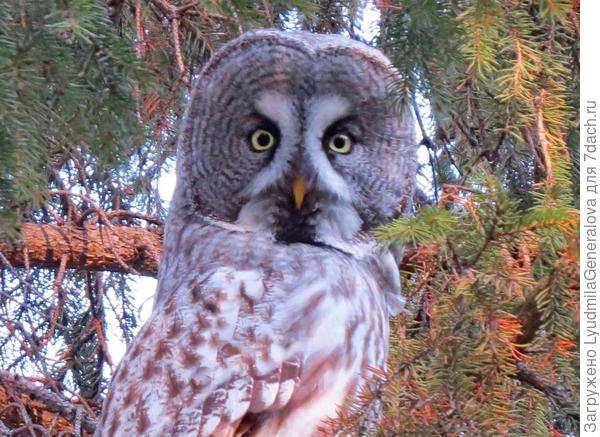 Я за ней так долго охотилась и только благодаря хорошему зуму удалось поймать грозную мордаху.