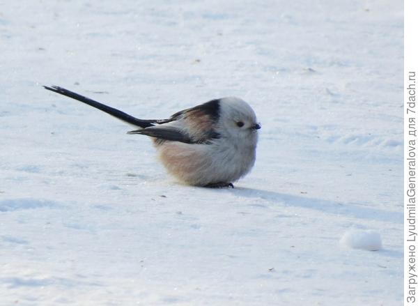 Придумал же кто-то такое название  миниатюрной птичке за длинный хвостик.