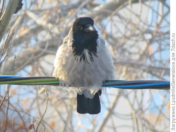 Хорошо воронам, да и любым птичкам: когда захотел - тогда и сел. Главное есть - куда сесть.