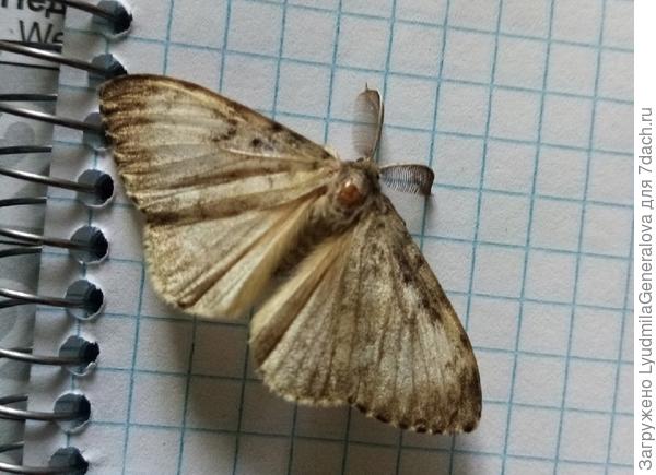 Бабочка на тетрадном листе