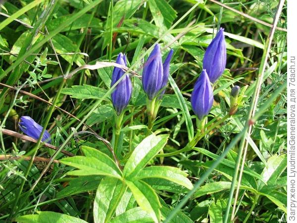 Крупные синие бутоны