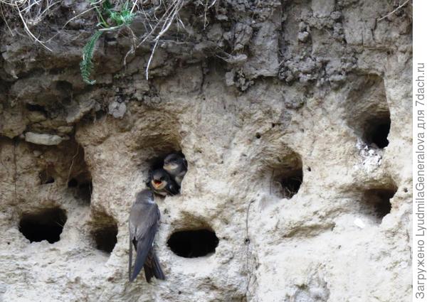 Кормление птенцов