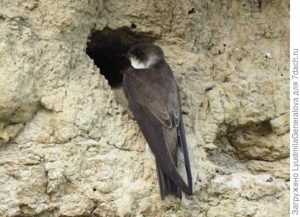 эти птички своими лапками и клювиками роют длинные тоннели-норки  на крутых берегах рек.