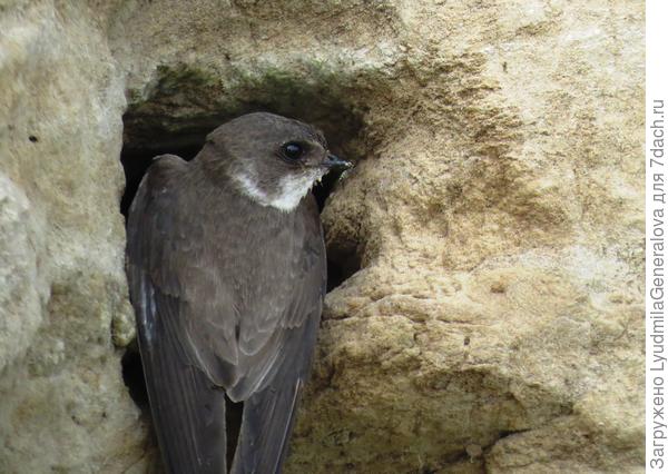 Такие гнезда защищают их от хищников. Хотя  с любопытными птенцами всякое может случиться.