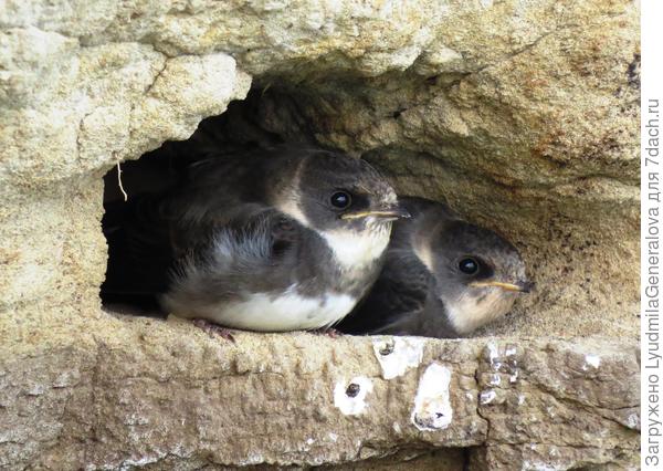 В ожидании кормильцев